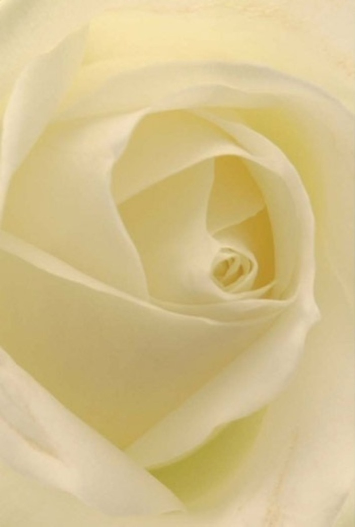 Peering closely at this timeless white rose, you become immersed in its tranquil beauty. The petals-smooth, satin-like-curl gracefully from creamy white to the softest hints of gold, each seam illuminated by ambient light streaming through Bellingham's tree-lined avenues. The harmony of shadows and highlights weaves an aura of calm sophistication, reminiscent of a peaceful afternoon by the local community gardens. Every curve and fold reflects the florist's devotion: a flawless form ideal for heartfelt apologies, romantic gestures, or as a classic centrepiece for a Bellingham gathering. The core spirals toward a pure heart, suggesting quiet resilience and the enduring nature of true emotions. Hints of tranquil fragrance seem to linger as you look, evoking the care that goes into every arrangement delivered across Bellingham. This rose becomes more than a flower-it's a symbol of cherished moments, crafted with artistry and meaning.